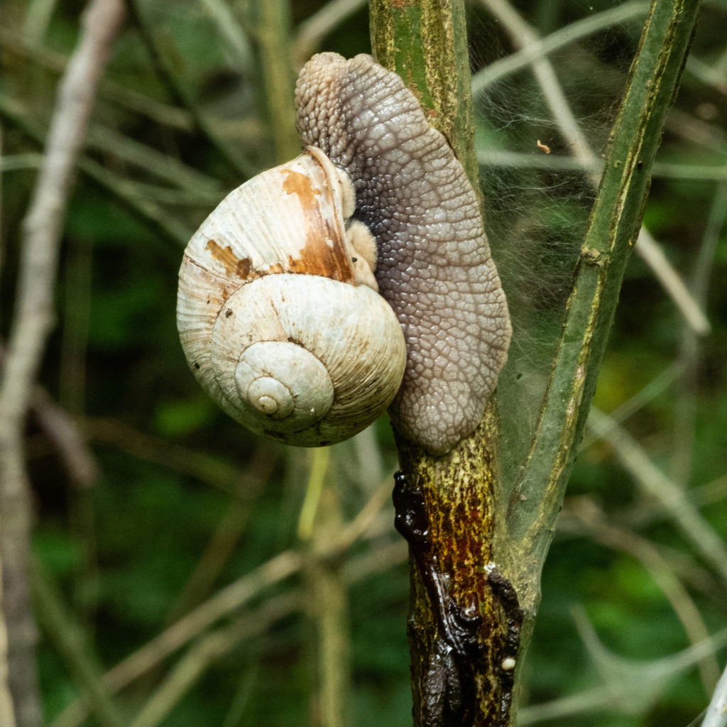 Schnecke