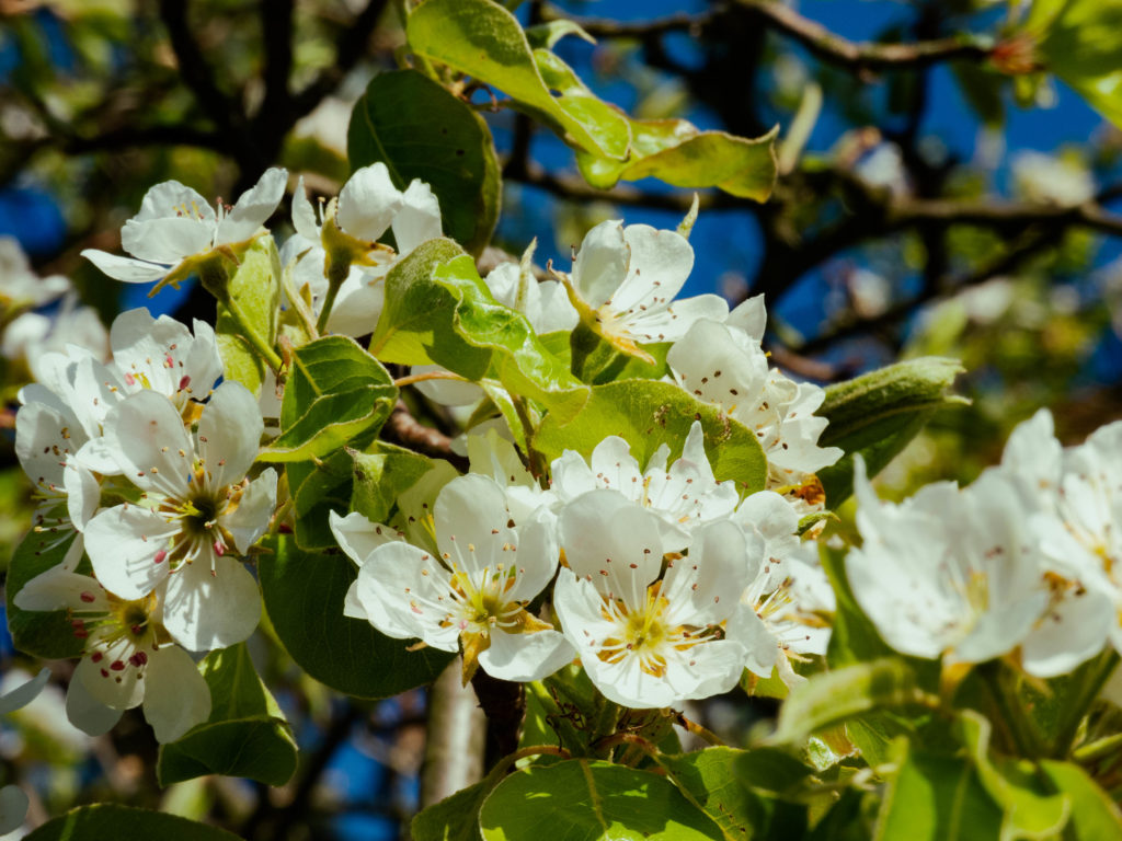 Apfelblüten