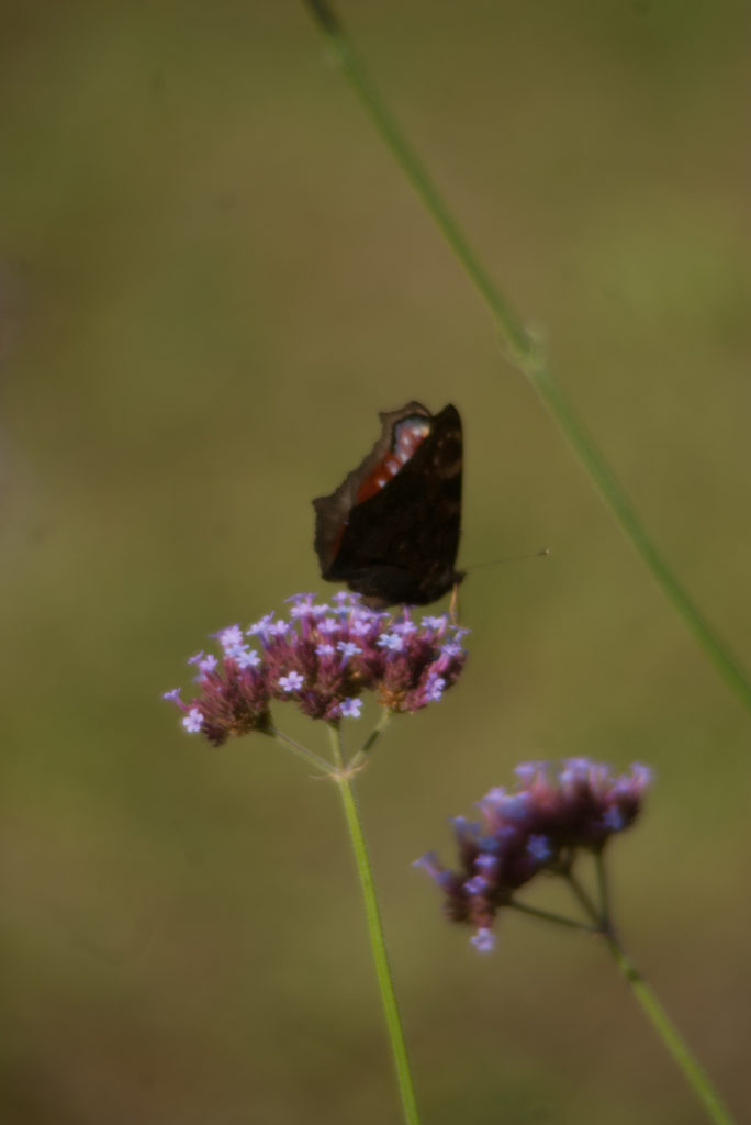 schmetterling auf einer Blume